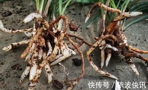 兰友|营养土的自制方法,兰友说:这样就简单了,明天开始做