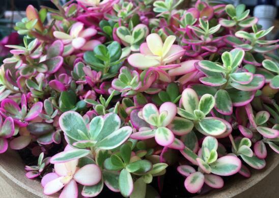 喜欢菊花,就养这几盆“菊中珍品”,似花中精灵,美艳优雅