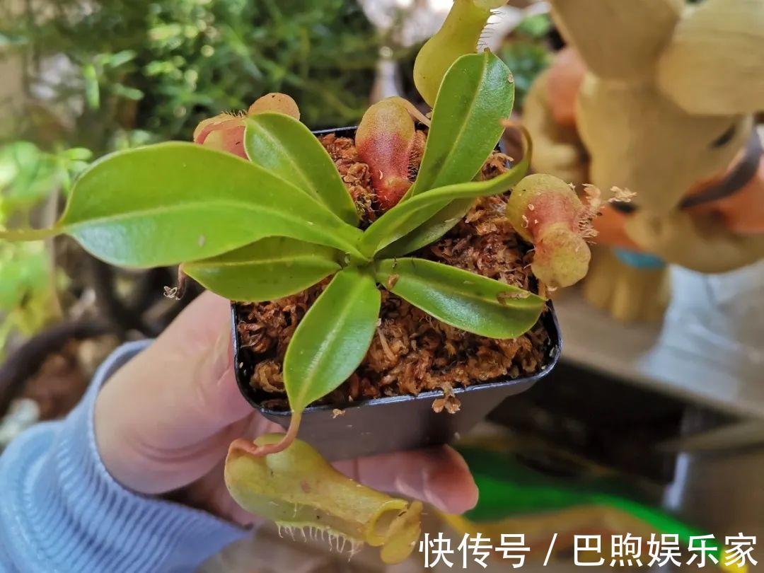 枝条|家里有这6种花,赶紧挂起来,长的快、开花一年比一年多!