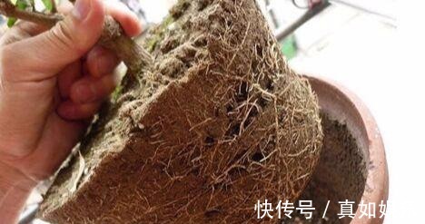 修剪|两个种植小秘诀，让您家里养茉莉花， 叶子油绿发光,花儿开满枝