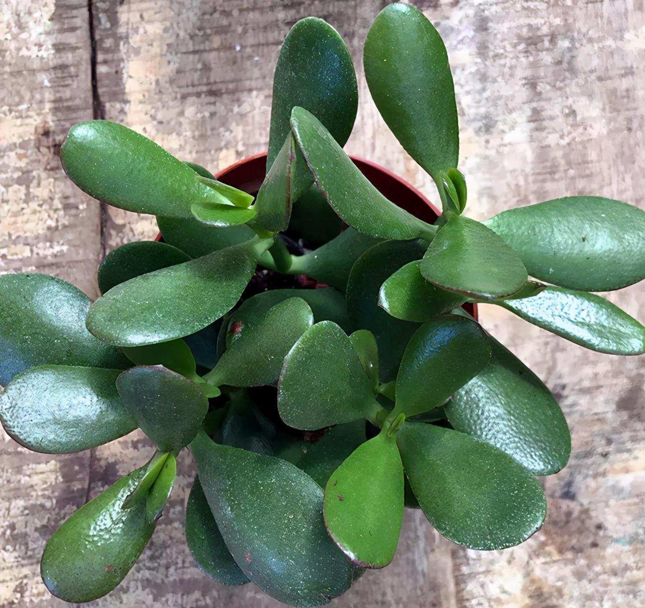 浇水|玉树很精致，养护出现问题，你这么解决就好