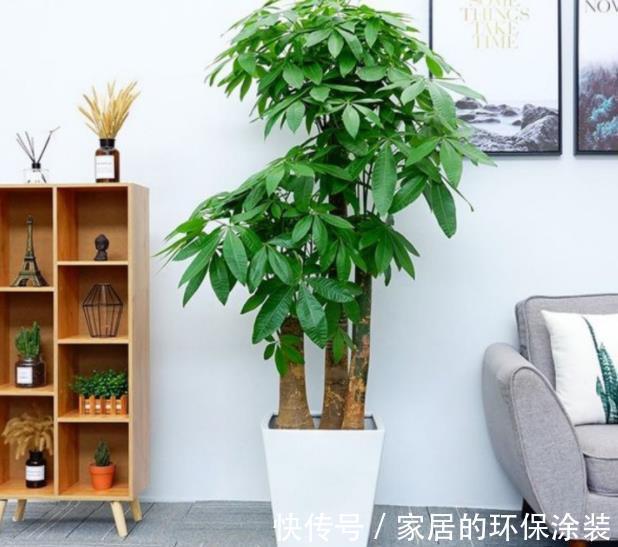 秋天降温后，养6种花要管住手，少浇水才能出状态，水多爱烂根