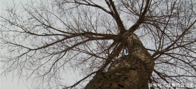 杨柳树|“生不睡柳,死不睡杨”,这俗语什么意思,杨柳树有什么说法