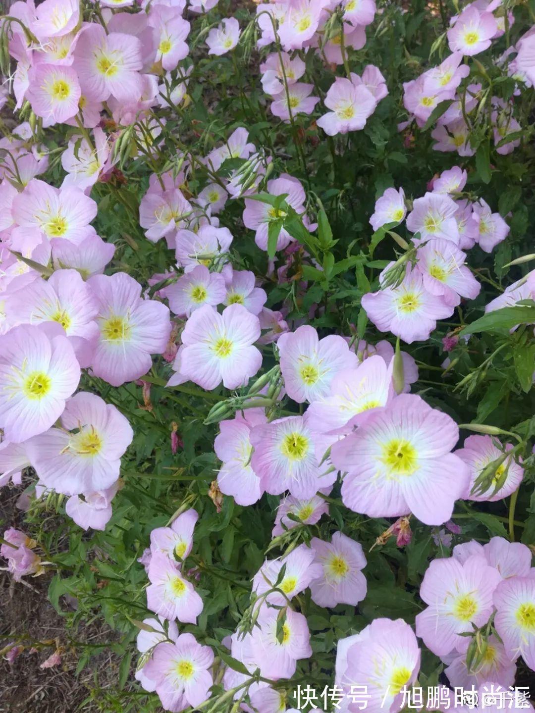 30种夏天花，热不死、晒不死，大半年都开花，还没病虫害