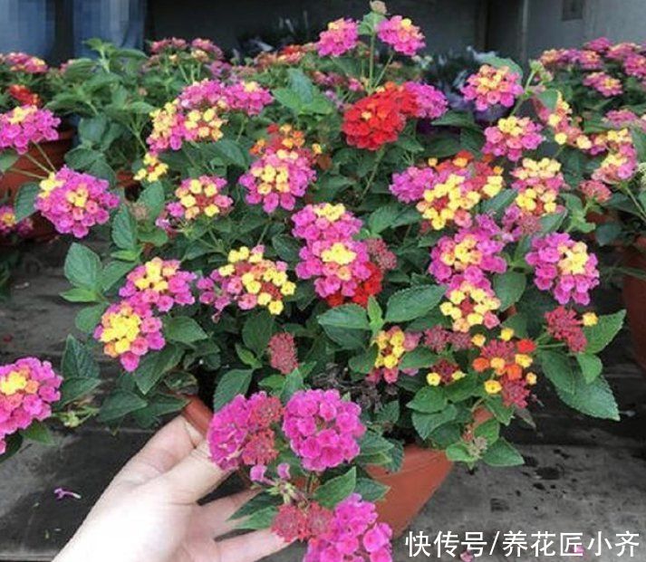 艾草|进入夏季蚊虫变多，养上几盆“驱蚊花”，不仅能观赏，还能驱蚊草