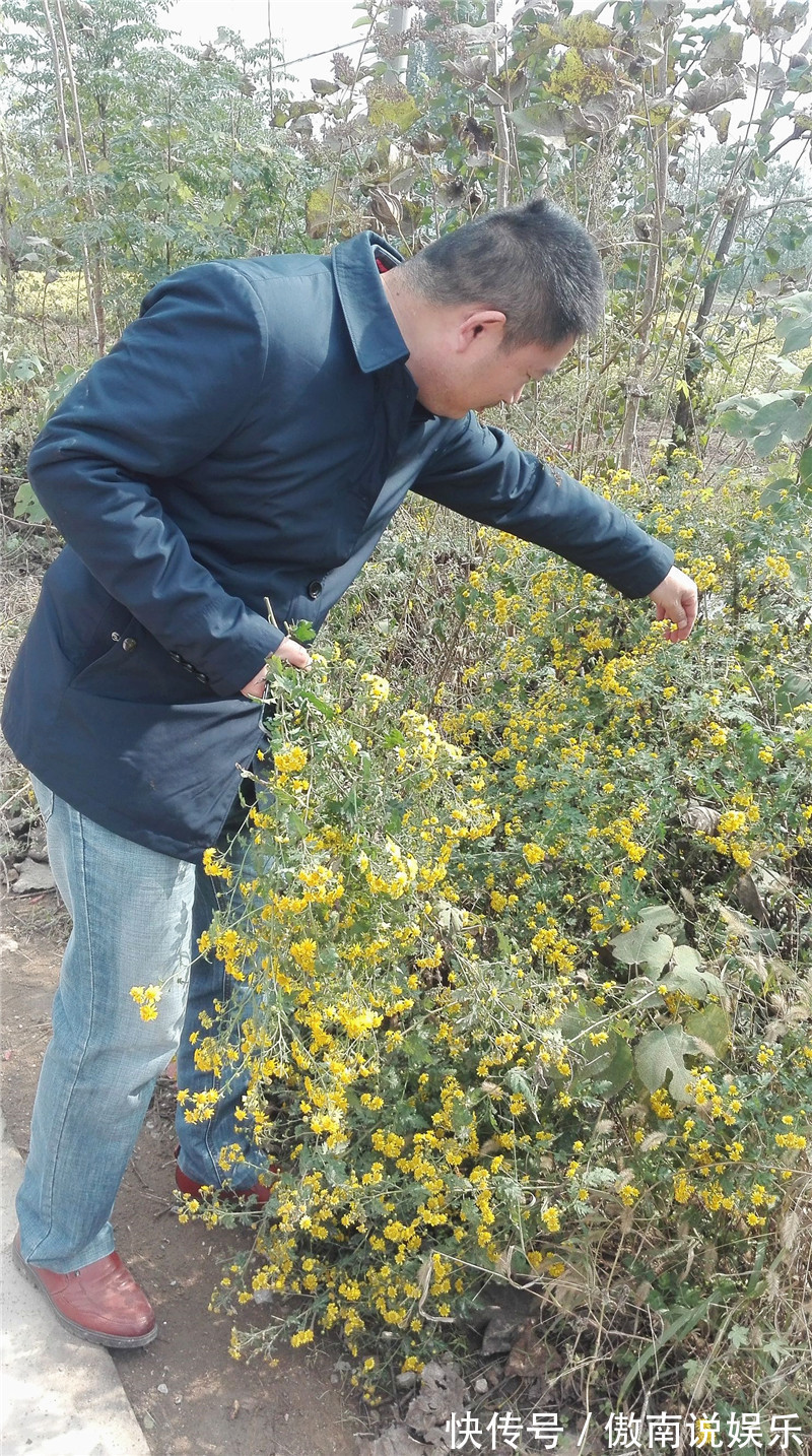 心脑血管|在路边看到这种花,一定要弄回去,不止自己可以吃,还可以卖钱!