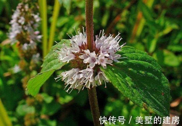 薰衣草|这些植物是蚊虫克星,夏天到了养上一盆,不用买蚊香啦