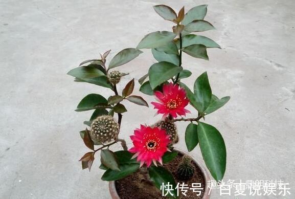 嫁接|仙人球还能嫁接在叶仙上,没见过吧,其实挺简单的