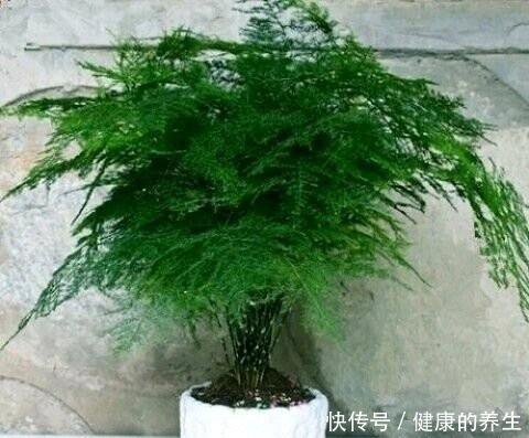 养文竹很简单，按照这个“步骤”走，越长越旺，枝繁叶茂绿油油！