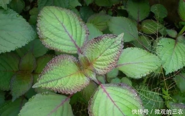 养几株对身体好的花草，除了欣赏，还能食疗，堪称阳台小药箱
