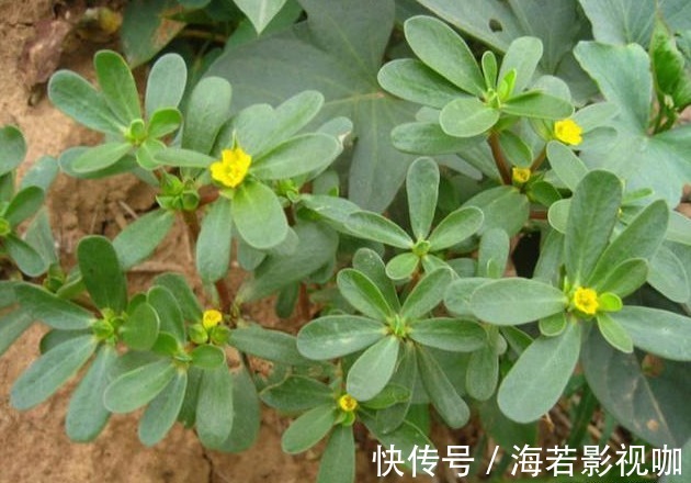 苦菜|7种农村常见的野菜,个个都是治病的“良药”,你吃过几个