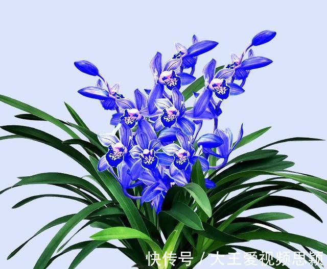 花友们|这种“蓝色”兰花，你见过吗建议大家阳台有空地，一定要养盆