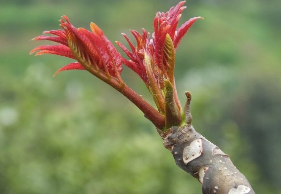 凉拌|65种野菜图片，带你认识不同的野菜和吃法，你想要的野菜这里都有