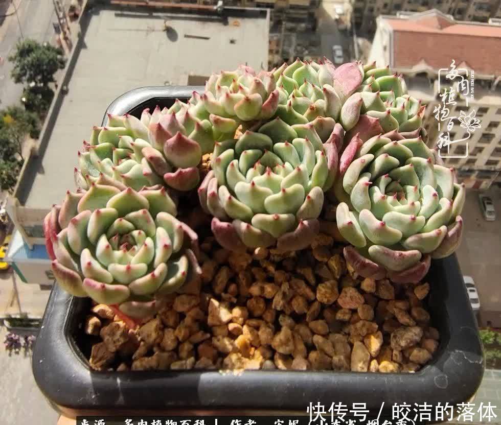 从无到有,四年坎坷多肉路,沉迷肉海难以自拔!