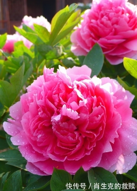 家里养盆“假牡丹”,切碎叶子也“生娃”,堪称阳台“富贵花”