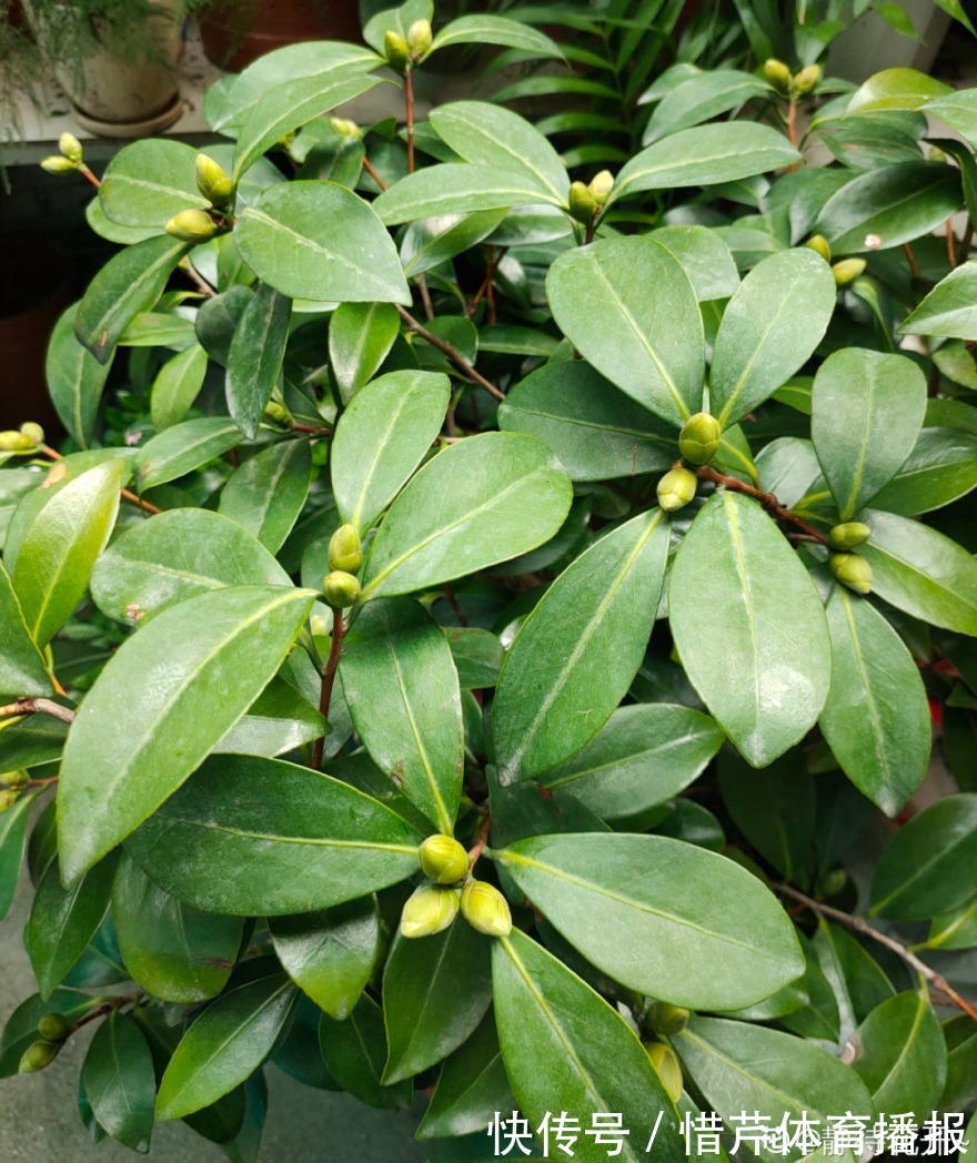 9个开花劳模,施肥不能停,不然越养越差劲