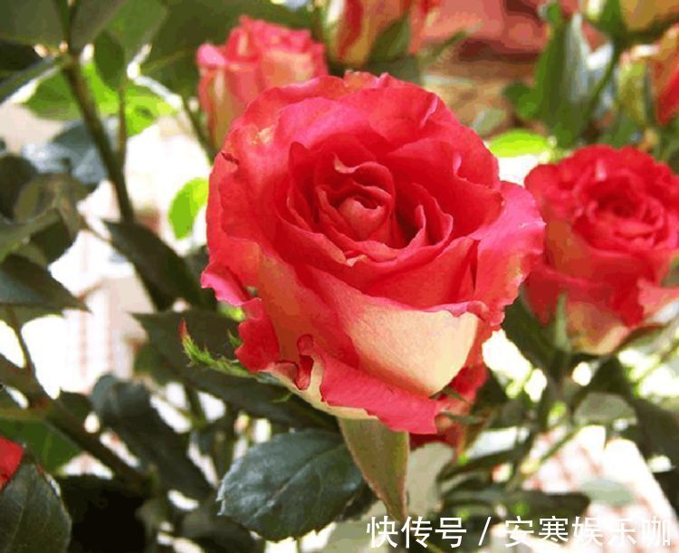 彩纸|喜欢菊花，不如养盆“高端玫瑰”彩纸口红，花开似唇彩，靓丽诱人