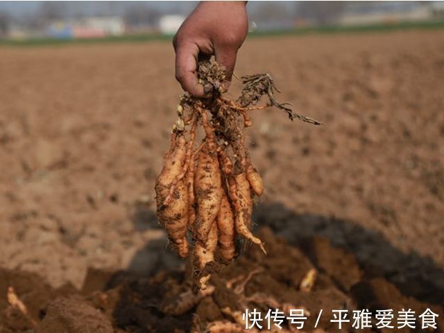 清热凉血|农村遍地都是野生地黄，专治糖尿病、高血压、耳鸣，少有人知