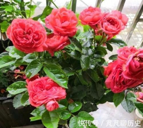 紫罗兰|世上公认最美的4种花，一月浇一次长得旺，叶子油绿开花多！