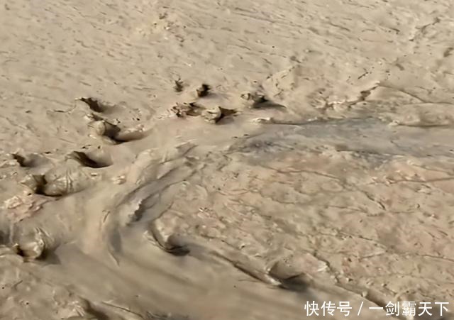 野生甲鱼难找不难钓，学会这两招，一找一个准