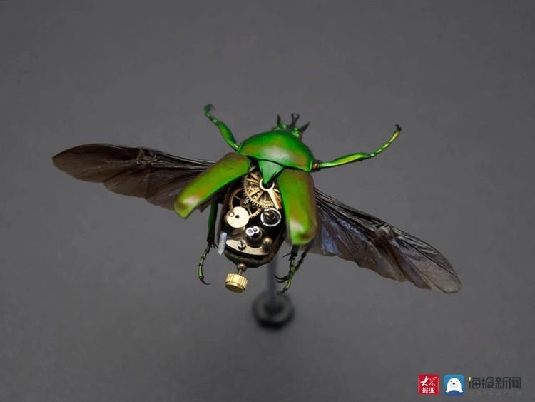 青年文创家张国祥：为昆虫标本“注入”生命让标本“活”起来|青年说| 极械造物工作室