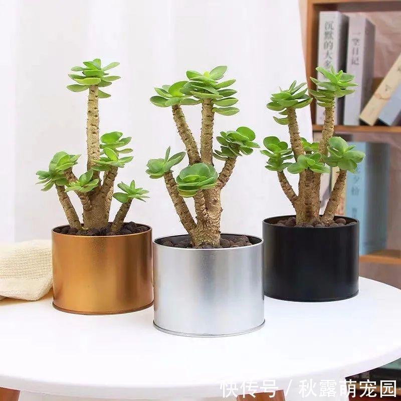 植物|八种命里带“钱”的植物，家里养一盆，招财又旺运，你家养了几种