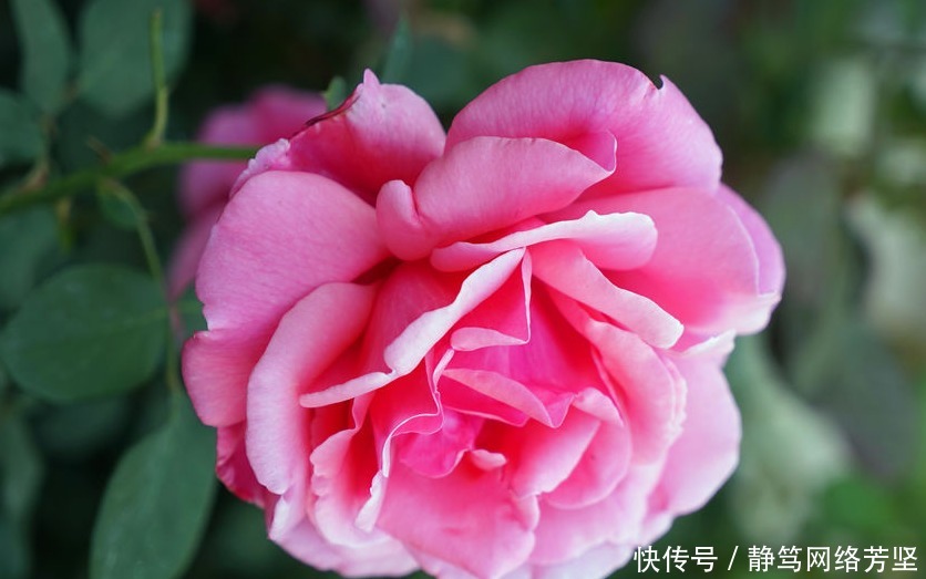 养眼|月季是花友们必养的花卉,开花大而且颜色艳丽,很是养眼