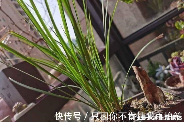 芦荟|12种耐阴花，适合养在卫生间里，光不好也能呼呼长！