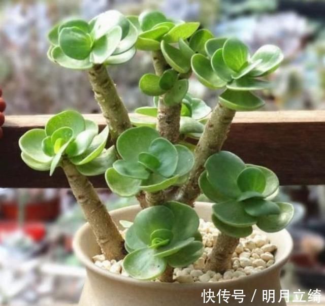 有钱人都养4种花,招财纳福带好运,净化空气,还有助于睡眠