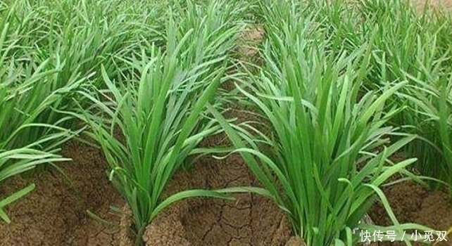 韭菜|韭菜和它一起吃，堪比虫草，吃了血管干净，远离癌症