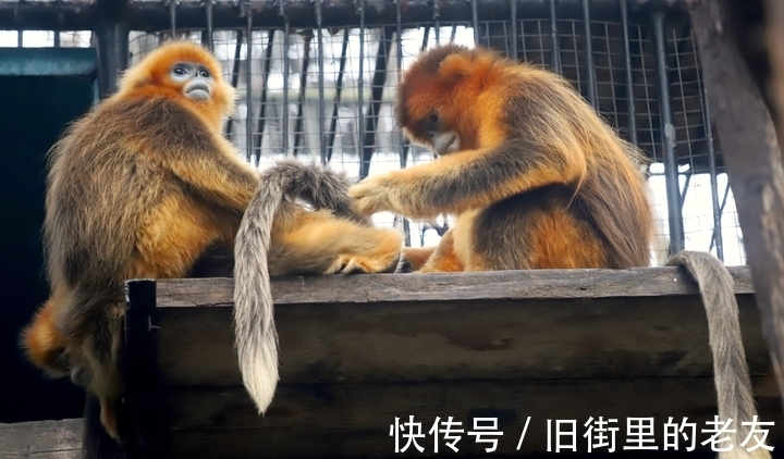 【神奇动物在中国第二季·第2讲】颜值最高的猴子