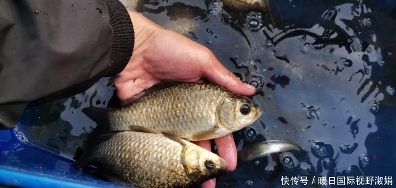 浮漂|夏季钓大鲫鱼,掌握这四招,轻松钓到大鲫鱼
