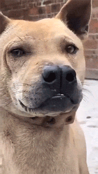 |搞笑GIF:你们有没有看一眼就怦然心动的感觉!