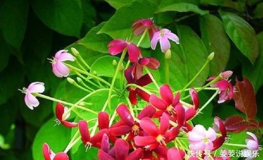 种花|新手养花,就养清香美丽,花开红艳的花卉,花语身体健康!