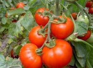 维生素c|西红柿是“养颜果”,但不能和它同食,可惜很多人不知道!