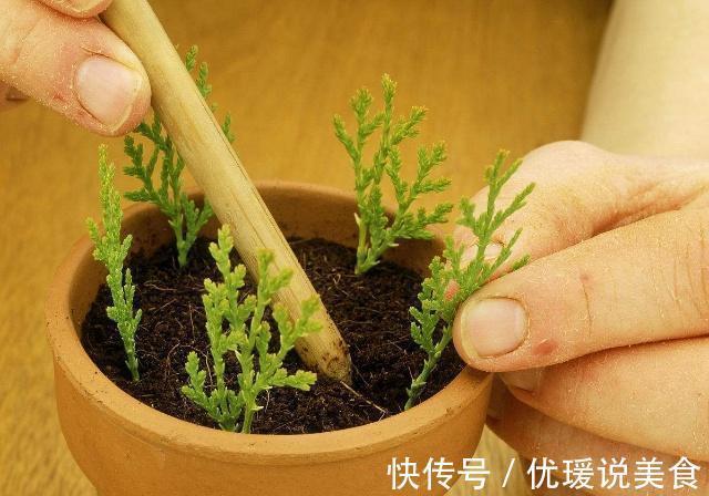 这三棵树''太贵''，偷偷折一根''枝''就能活，别再花冤枉钱。