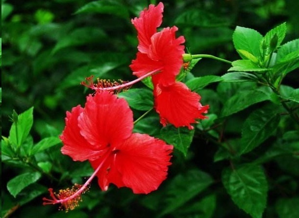 光照|7种一年四季开花的植物，阳台养一盆，天天有花看！