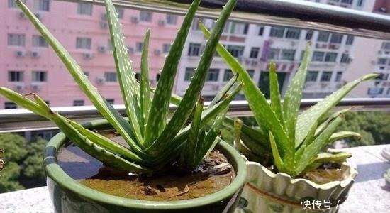 养护|卧室养花有讲究,6种适合摆在卧室的花草,晚上不争氧气!