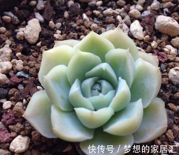 简单易明的4个方法，让新养多肉能够快速服盆