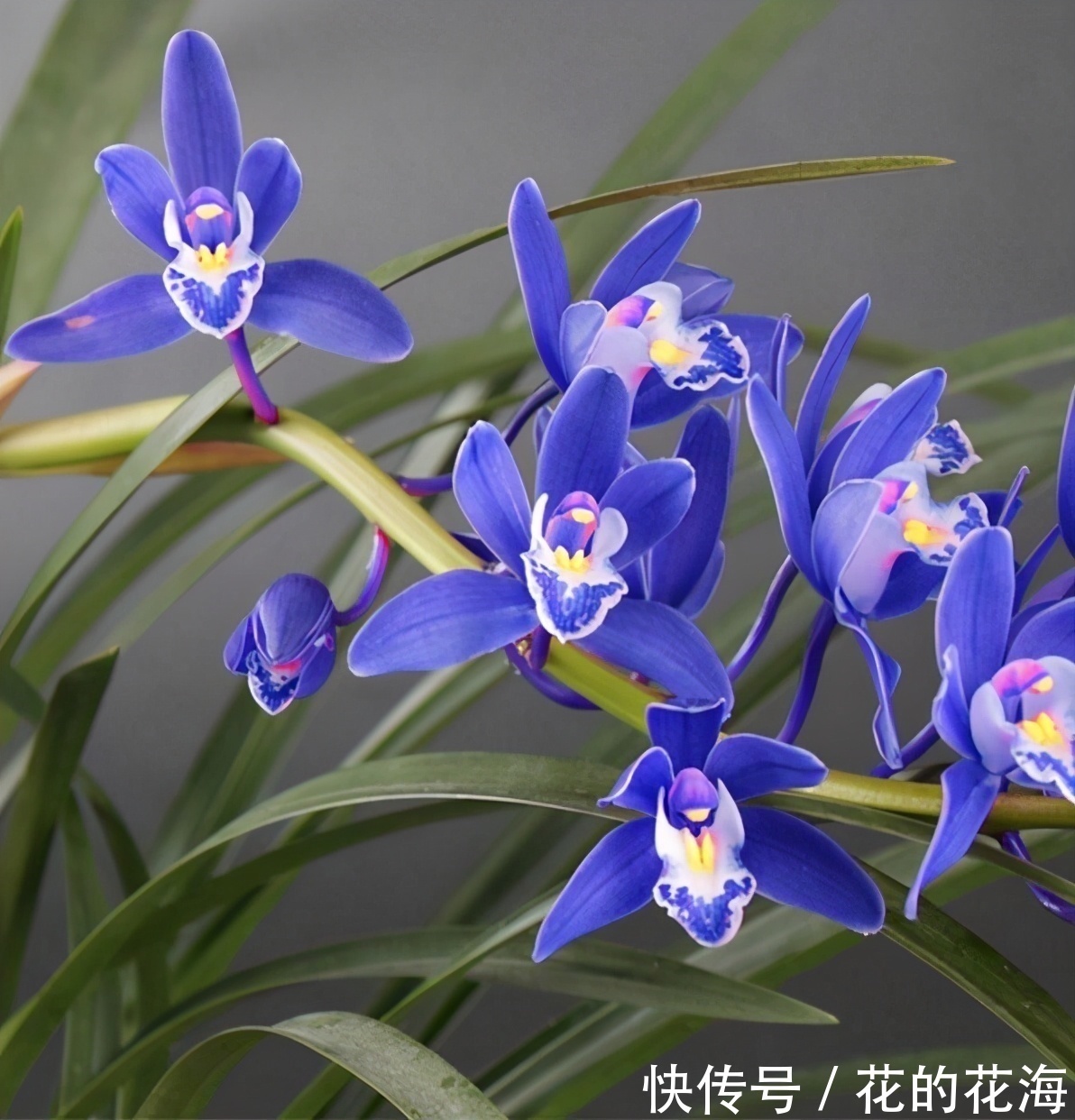 这款兰花的名字“土掉渣”,开花后却惊艳了众人,新手也能养好