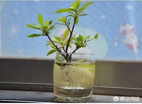繁殖|月季花什么时候可以扦插？花农是怎样繁殖月季花的？