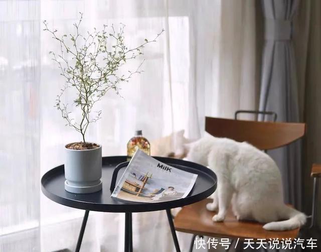 家里养一棵童话树,元气满满、暖心又治愈