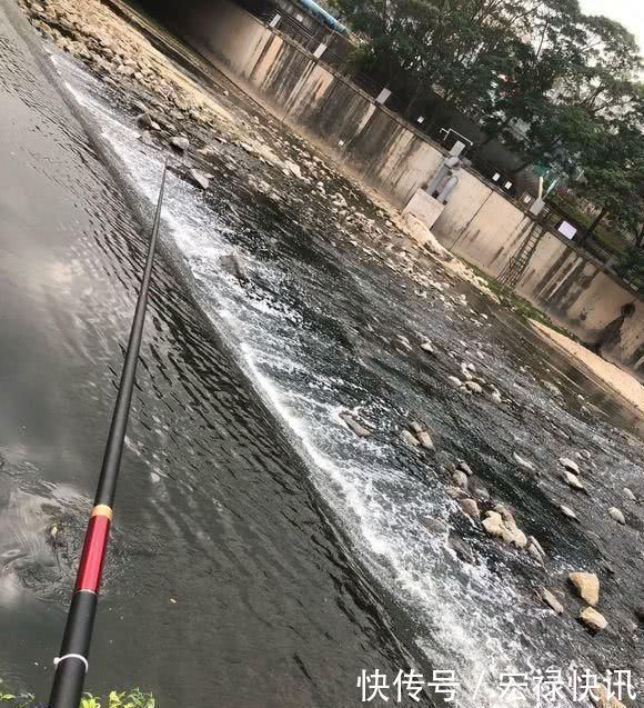 野生鱼类|河里的“非洲鲫鱼”成灾,一两斤一条,却黑得吓人,能吃吗