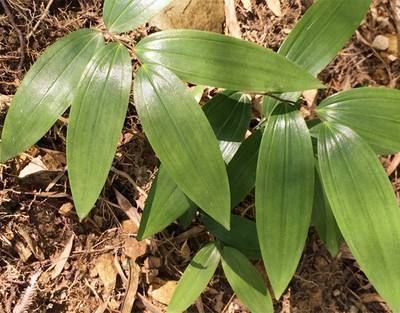 植物|村民称其草为“土黄金”,种子都要几十元1斤,日韩全靠进口