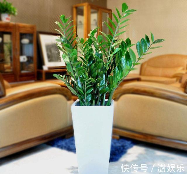 花盆底|人见人烦的“东西”,却是养花“宝贝”,养啥旺啥,土壤肥沃疏松