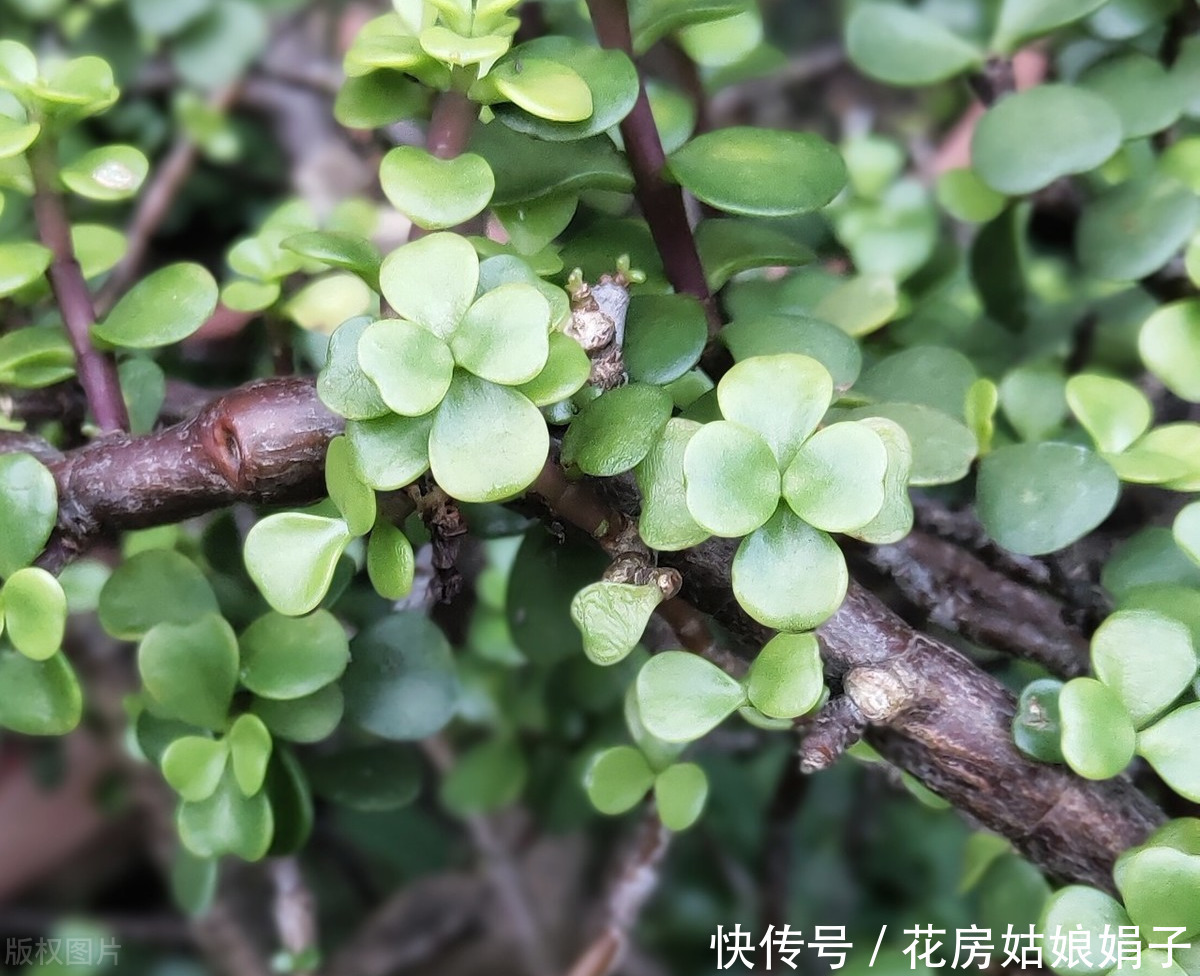 宁干|金枝玉叶浇水时，掌握好4个技巧，就能不黄叶，不烂根，枝繁叶茂