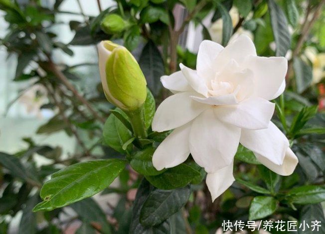 家庭|栀子花不适合家庭养?是你被“坑”了,它很好养,掌握技巧即可