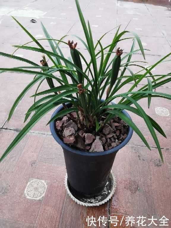 养花要选对花盆，根系才能长成“萝卜”，植株长得旺