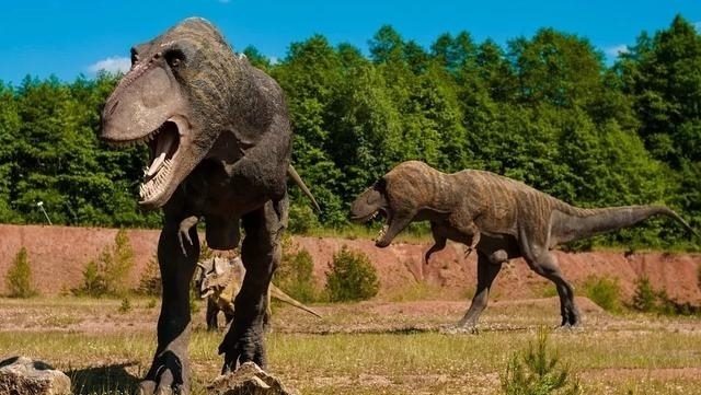 动物|一百年来,中国灭绝了多少动物?