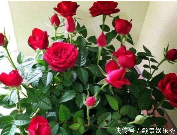 4种花美的出奇，吉祥又喜庆，开花红红火火，旺财又旺运！